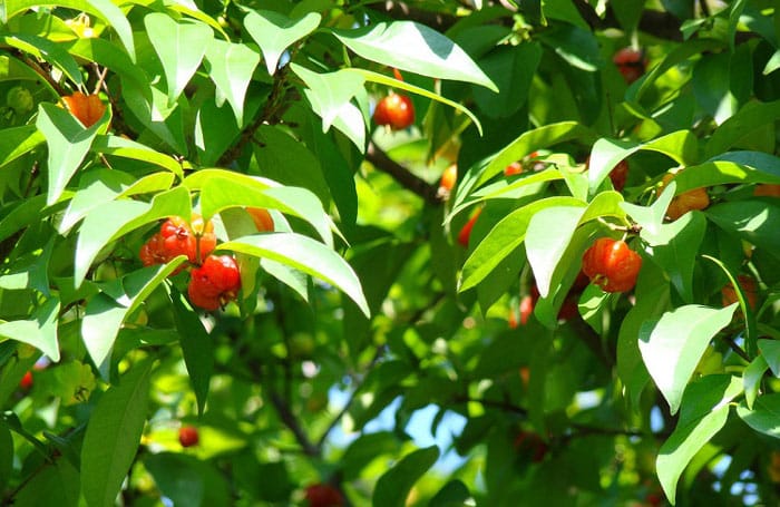 עיצוב גינה בשילוב עצי פרי
