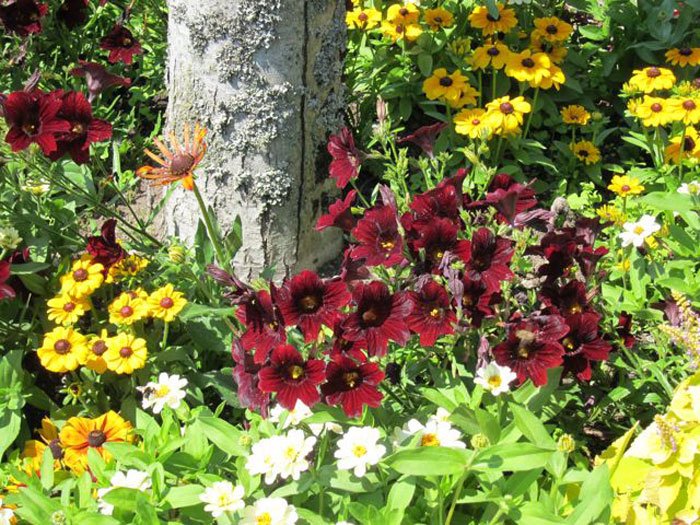 פרחים עונתיים