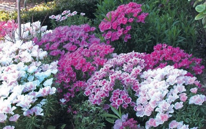 צמחים עונתיים לגינה