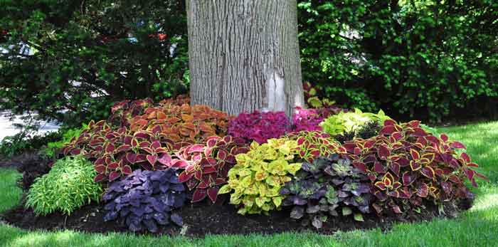 עיצוב ותכנון גינה באביב