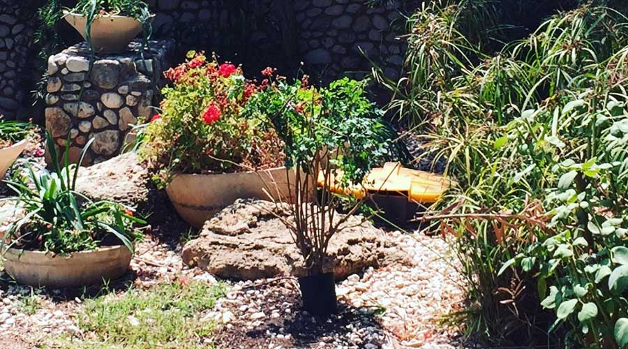 שדרוג גינה יוקרתית בסביון