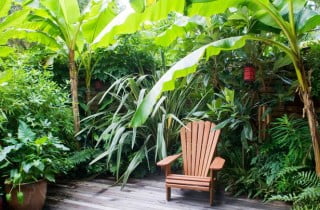 עיצוב גינה טרופית