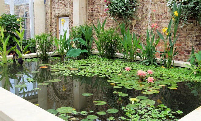 בריכת דגים – עיצוב גינה פרטית