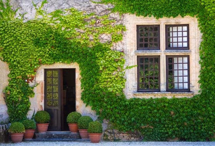 עיצוב גינה – צמחים מטפסים 