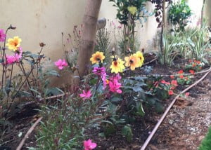 הקמת גינה בנתניה