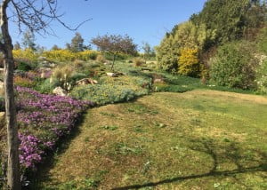 עיצוב גינה בכפר ידידיה