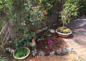 שיחזור ושיקום גינה בנתניה