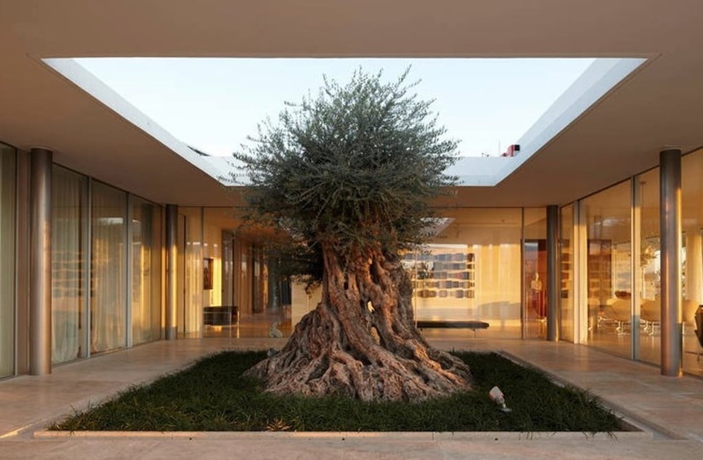 גינה בפטיו עם עץ זית