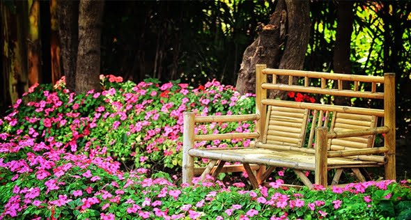 טיפוח הגינה בעונת החורף