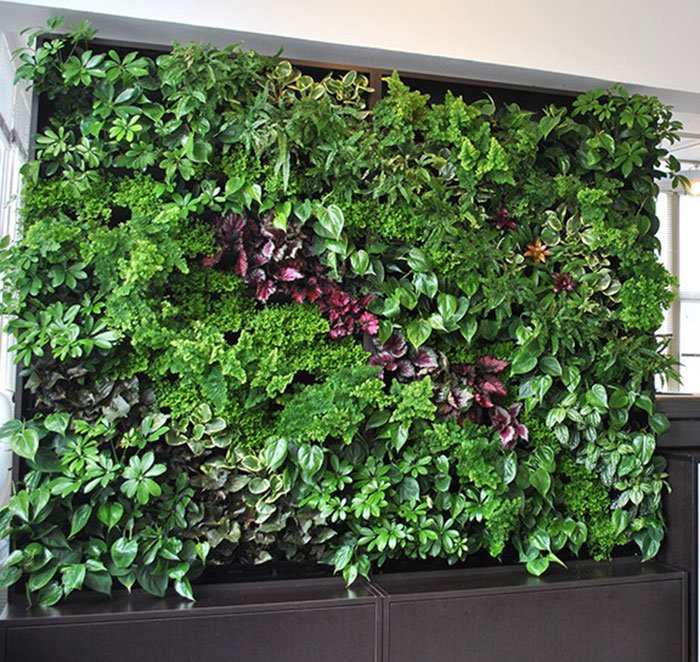 גינה-הידרופונית