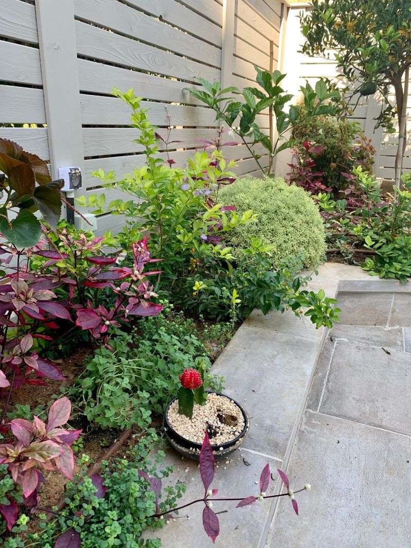 הצמחיה בגינה - תכנון, עיצוב והקמת גינה עם מטבח חוץ בראשון לציון