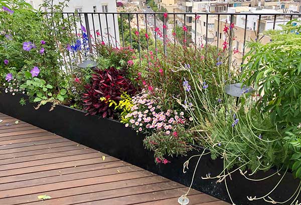 צמחיה בגינת גג