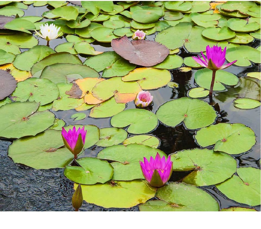 hero-water-lilies נופרי מים פורחים בבריכת נוי ירוקה